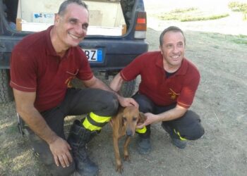 Segugio cade in dirupo durante battuta caccia, salvato dai pompieri reggini