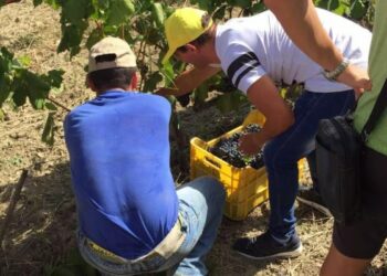 Vendemmia cirotana per i ragazzi del Centro ‘M. Agostino’