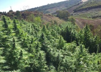 Crotone, trovata estesa piantagione di marijuana a Papanice