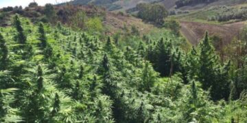 Crotone, trovata estesa piantagione di marijuana a Papanice