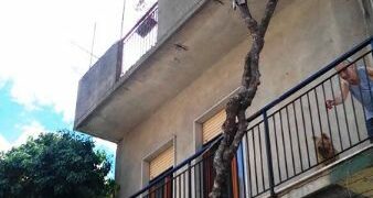 A Ciro’ Marina un Bouganville di circa dieci metri