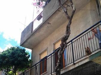 A Ciro’ Marina un Bouganville di circa dieci metri