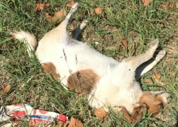 Cani randagi avvelenati, e’ allarme nel cosentino