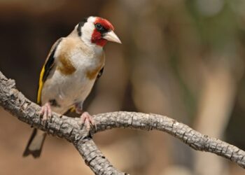 Con 200 cardellini vivi in auto, fermati padre e figlio sull’A3
