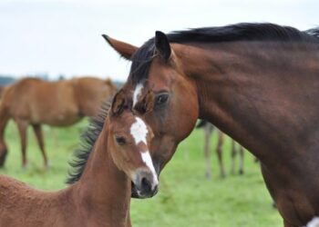 Maneggio abusivo sull’Aspromonte, denunciato responsabile