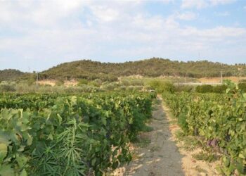 Piantagione di ‘maria’ tra i vigneti del cosentino