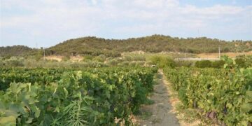 Piantagione di ‘maria’ tra i vigneti del cosentino