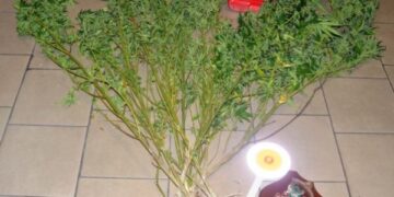 Beccato mentre innaffiava marijuana fugge con la moto, arrestato crotonese