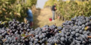 Vendemmia, Comune Ciro’ Marina affida vidimazione bollette ai Caf