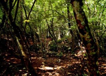 Va a funghi e scompare, 17enne ritrovato impiccato ad un albero