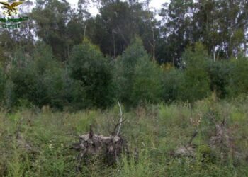 Estirpati illegalmente eucaliptus a Petilia Policastro