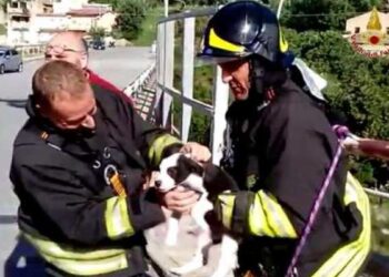 Cucciolo cane salvato da vigili fuoco in una scarpata a Reggio