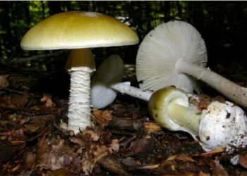 Allarme intossicazione da funghi in Calabria, 10 regole d’oro