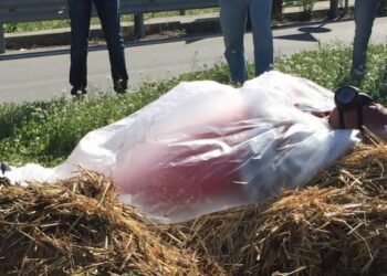 Protesta per la SS106, Nando Amoruso si e’ fatto coprire di letame