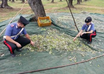 Isola Capo Rizzuto, cercano di rubare quintali di olive