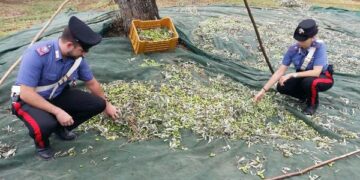 Isola Capo Rizzuto, cercano di rubare quintali di olive