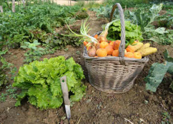 Papanice, la settimana del Benessere Psicologico, l’orto che nutre