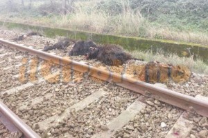 Animali travolti dal treno