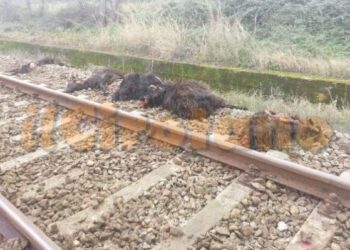 Treno investe 30 capre tra Crucoli e Ciro’, circolazione sospesa