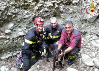 Cane da caccia precipita in dirupo, salvato dai pompieri nel catanzarese