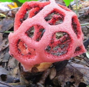 Clathrus ruber