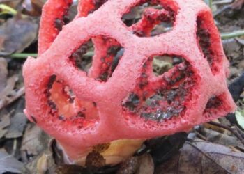 Un fungo tanto curioso quanto raro: il Clathrus ruber