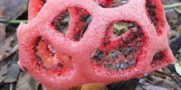 Un fungo tanto curioso quanto raro: il Clathrus ruber