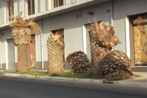 Palme distrutte dal punteruolo rosso