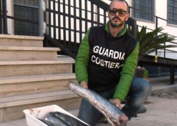 Sequestro 40 chili novellame pesce spada ad Amendolara