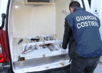 Tonno e pesce spada sottomisura, sequestri a Isola e Crotone