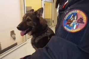 Willy cane carabiniere