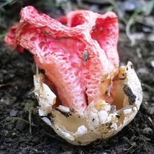 Clathrus ruber fioritura