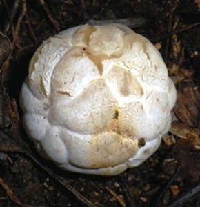 clathrus ruber immaturo