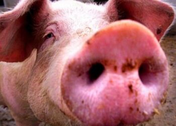 Ruba maiale, beccato dai carabinieri nel cosentino: complici fuggono