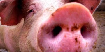 Ruba maiale, beccato dai carabinieri nel cosentino: complici fuggono