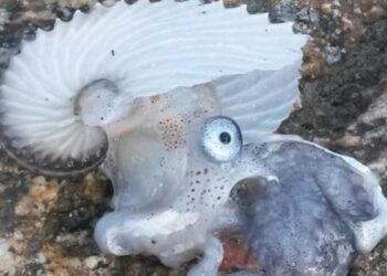 Argonauta trovato su spiaggia nel vibonese