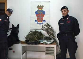 Trovato oltre 1 kg marijuana in un casolare di Ciro’