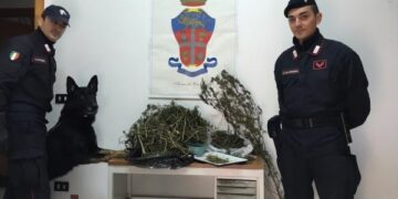 Trovato oltre 1 kg marijuana in un casolare di Ciro’