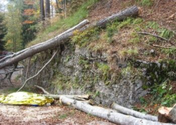 Tragedia a Cotronei, 30enne muore schiacciato da albero