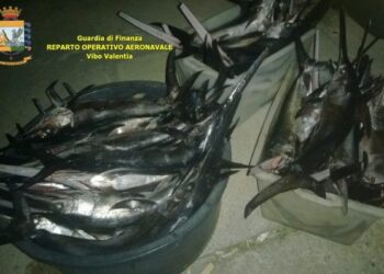 Sequestrato pesce spada sotto misura nel reggino