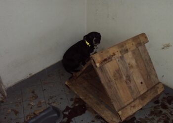 Pitbull sul balcone senza cibo e acqua, due denunce a Crotone