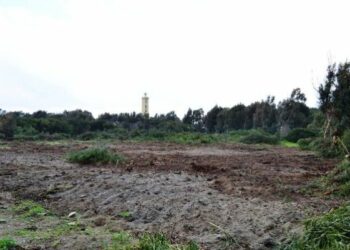 Ruspa e motosega in azione nella pineta di Ciro’ Marina