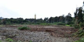 Ruspa e motosega in azione nella pineta di Ciro’ Marina