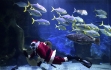 Australia, Babbo Natale nuota all’acquario di Melbourne