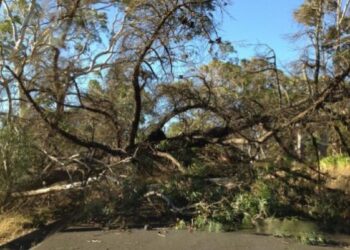 Tempesta di vento a Catanzaro, alberi sradicati e danni ai tetti
