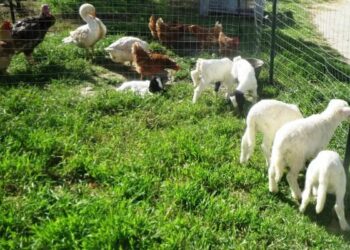 Psr e progetti di rete, l’APZ organizza incontri a Crotone