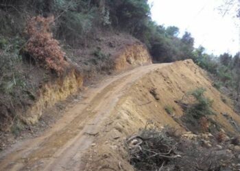 Lavori boschivi irregolari, una denuncia a Roccabernarda