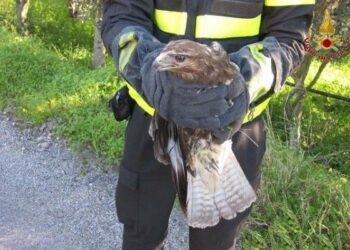 A Siderno i pompieri salvano poiana ferita