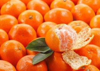 ‘I gusti crotonesi della salute’, alla scoperta del mandarino