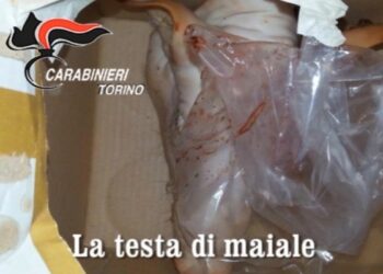 ‘Ndrangheta, testa maiale come minaccia: 20 arresti tra Torino-Reggio
